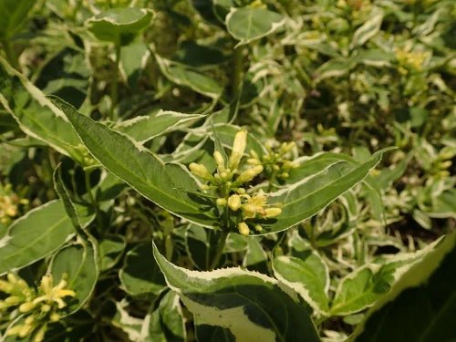 Fadagio Agrestis: Natuurlijke Kracht voor Gezondheid en Welzijn