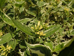 Fadagio Agrestis: Natural Power for Health and Well-being