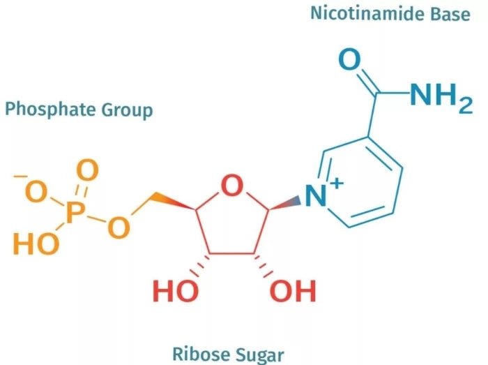 NMN Supplementen: De revolutionaire nieuwe manier om je gezondheid te verbeteren